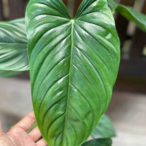Philodendron sp Columbia