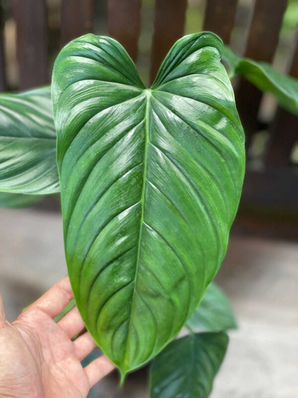 Philodendron sp Columbia